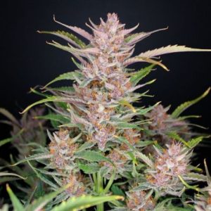 Gorilla Punch Auto Feminised Seeds - 2