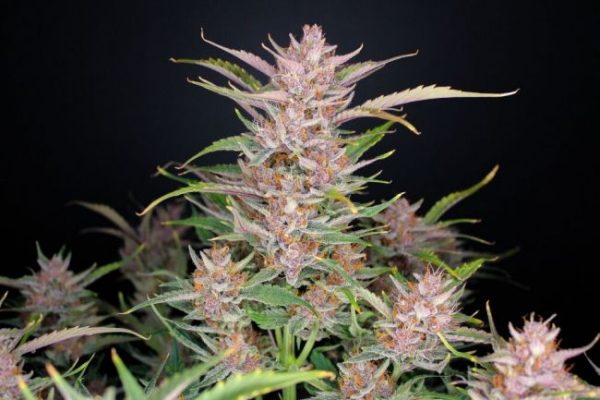 Gorilla Punch Auto Feminised Seeds - 2