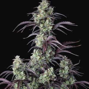 Mimosa Cake Auto Feminised Seeds - 2