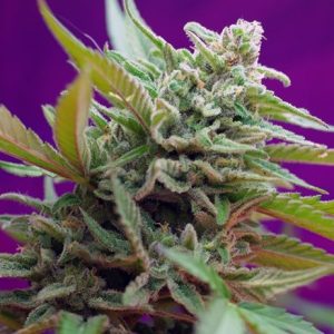 Black Jack Auto Feminised Seeds - 5