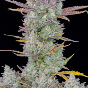 Gorilla Cookies Auto Feminised Seeds - 2