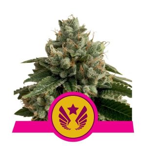 Legendary OG Punch Feminised Seeds - 5