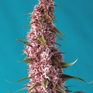 Red Pure CBD Auto Feminised Seeds - 5