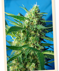 NYC Diesel Auto (formerly Ice Cool Auto) Feminised Seeds - 5