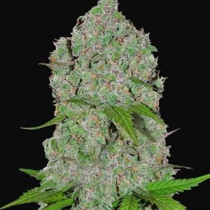 Orange Sherbet Auto Feminised Seeds - 2