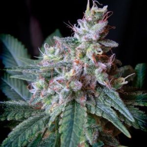 Cream Caramel F1 FAST Version Feminised Seeds - 5