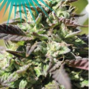 The Bling Feminised Seeds  - 5