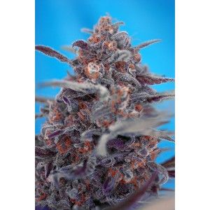 Devil Cream Auto Feminised Seeds - 5