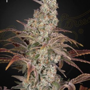 Jack's Dream Feminised Seeds - 5