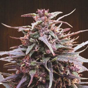 Purple Haze x Malawi Feminised Seeds - 5