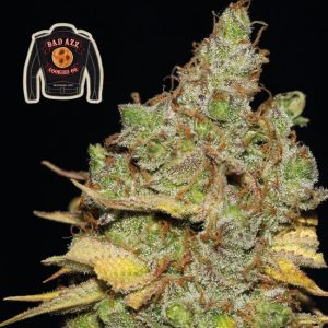 Badazz Cookies OG Feminised Seeds - 5