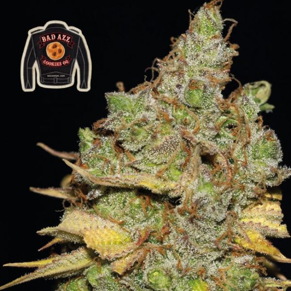 Badazz Cookies OG Feminised Seeds - 5