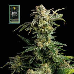 White Widow Feminised Seeds - 1