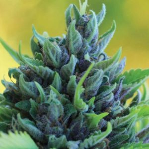 Humboldt Dream Feminised Seeds - 5