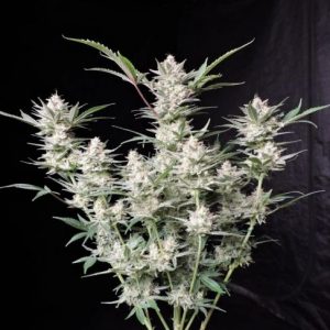 Strawberry Gorilla Auto Feminised Seeds - 2