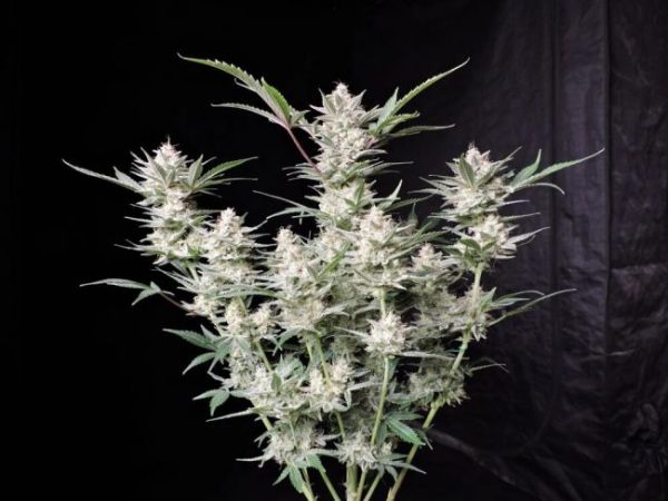 Strawberry Gorilla Auto Feminised Seeds - 2