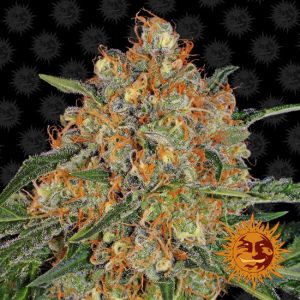 Orange Sherbert Feminised Seeds - 3