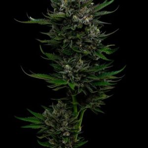 All Gas OG Feminised Seeds - 5