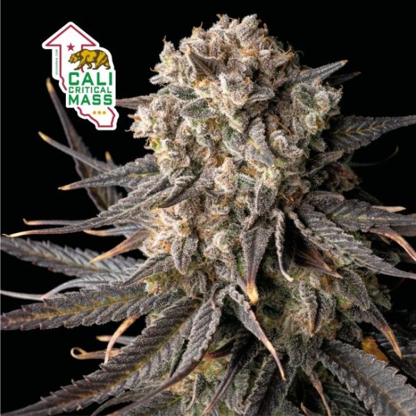 Cali Critical Mass Feminised Seeds - 50