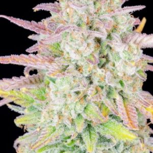 Original Trainwreck Auto Feminised Seeds - 2