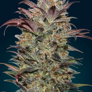 Chocolate Cream Auto Feminised Seeds - 5