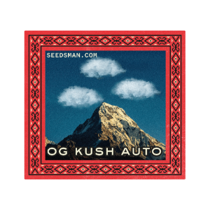 OG Kush Auto Feminised Seeds - 50