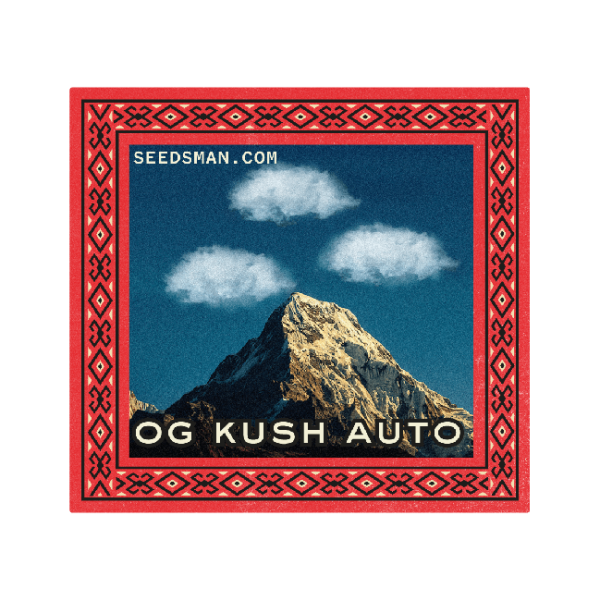 OG Kush Auto Feminised Seeds - 50