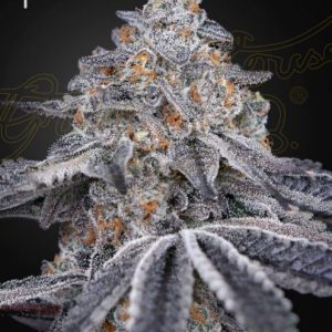 Velvet Moon Feminised Seeds - 5