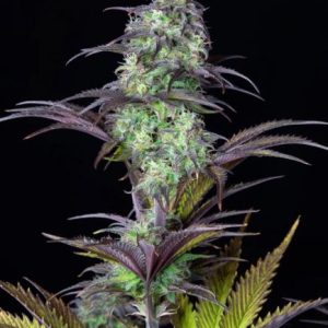 Original Blueberry Auto Feminised Seeds - 2