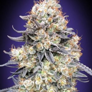 Purple Punch Auto Feminised Seeds - 5