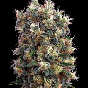 The Church Feminised Seeds - 5