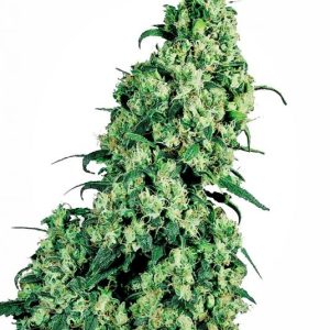 Skunk #1 Feminised Seeds - 5