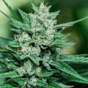 Papa Smurf FAST Feminised Seeds - 5