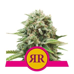Royal Runtz Feminised Seeds - 5
