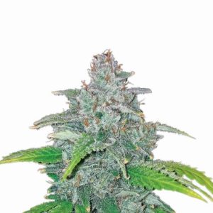 Blue Dream Auto Feminised Seeds - 5