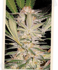 S.A.D. F1 FAST Version Feminised Seeds - 5