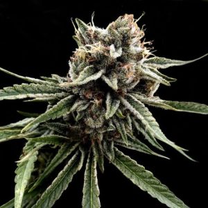 Sour Strawberries Regular Seeds (Crockett Family Farms) - 12