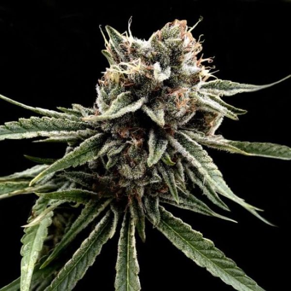 Sour Strawberries Regular Seeds (Crockett Family Farms) - 12