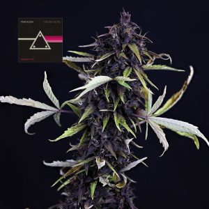 Pink Kush CBD 30:1 Auto Feminised Seeds - 5