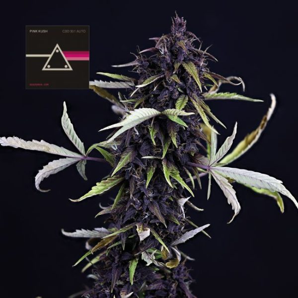 Pink Kush CBD 30:1 Auto Feminised Seeds - 5