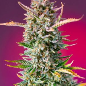 Gorilla Sherbet F1 FAST Feminised Seeds - 5