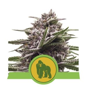 Royal Gorilla Auto Feminised Seeds - 5