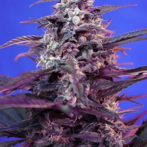 Bloody Skunk Auto Feminised Seeds - 5