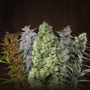 ACE Mix Regular Seeds - 5