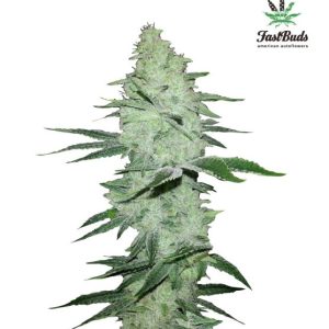 Six Shooter Auto Feminised Seeds - 2