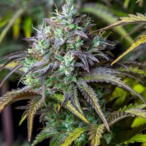 Original Big Bud Auto Feminised Seeds - 2