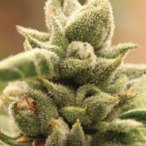 Mango Sherbert Feminised Seeds - 5