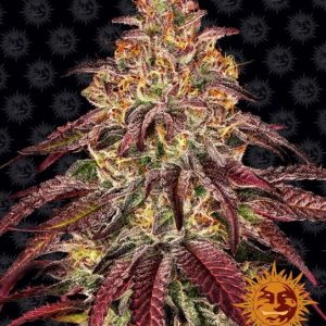 Mimosa x Orange Punch Auto Feminised Seeds - 5