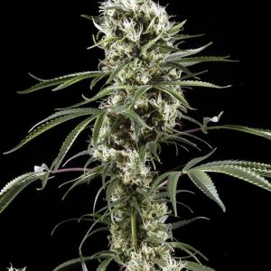 Super Lemon Haze Feminised Seeds - 5