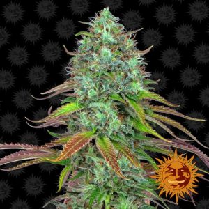 LSD Auto Feminised Seeds - 1